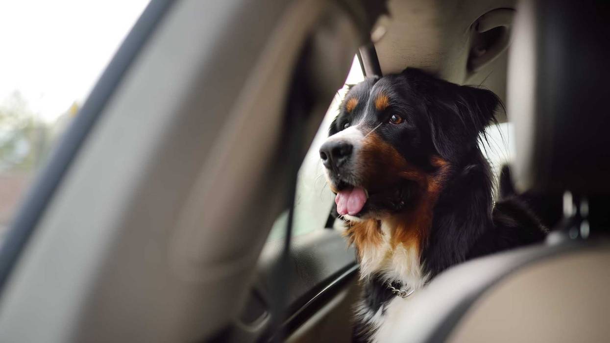 Dog on car ride