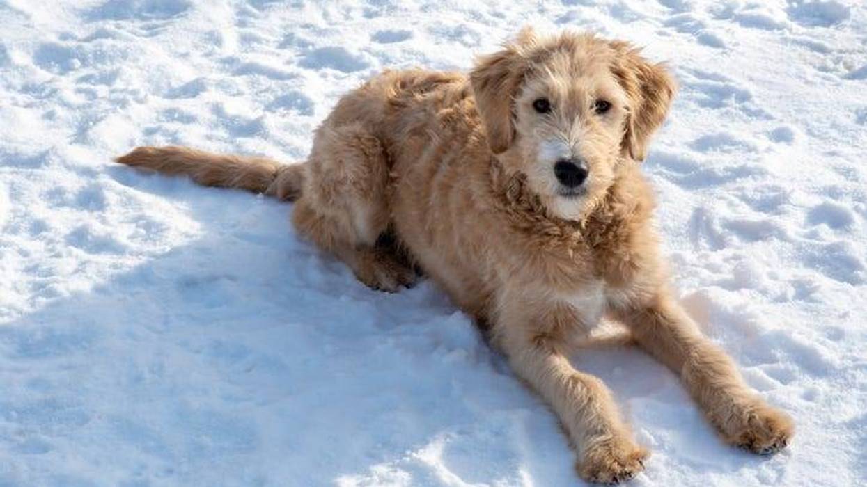 dog on the snow