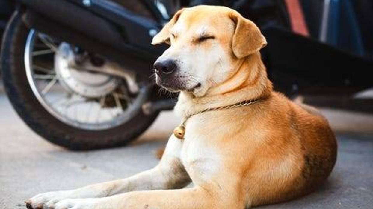 Dog on the street