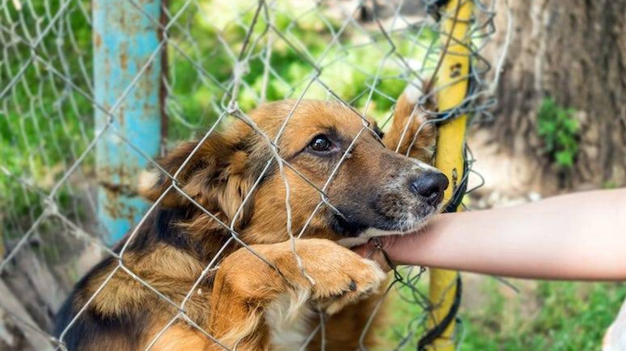 Dog, Outdoor Shelter, Human Hand, Sad, Cute