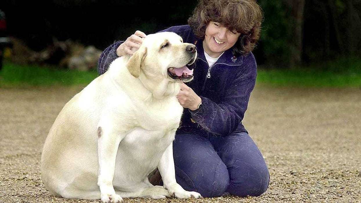 Dog owner Becky Jones pets four year-old labrador Chubby Charlie in Northfield Birmingham, United Kingdom, October 24, 2001. Chubby Charlie is forced to go on a crash diet after ballooning to an astonishing 168 pounds.