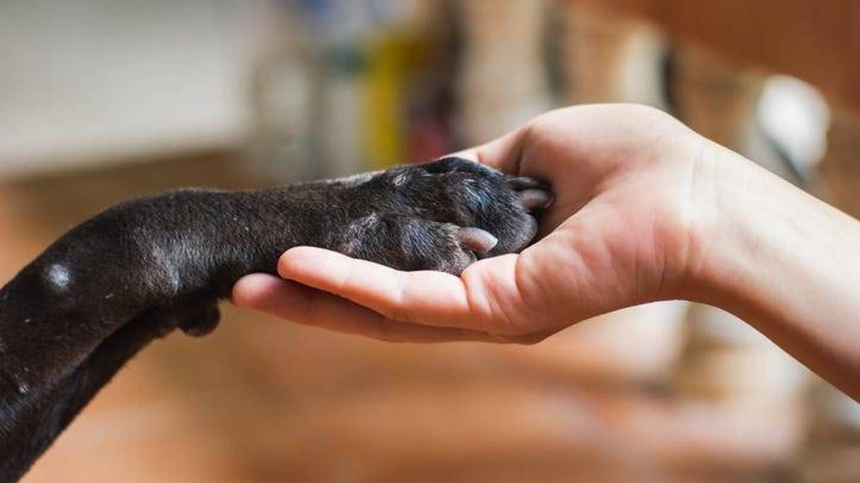 dog paw in hand
