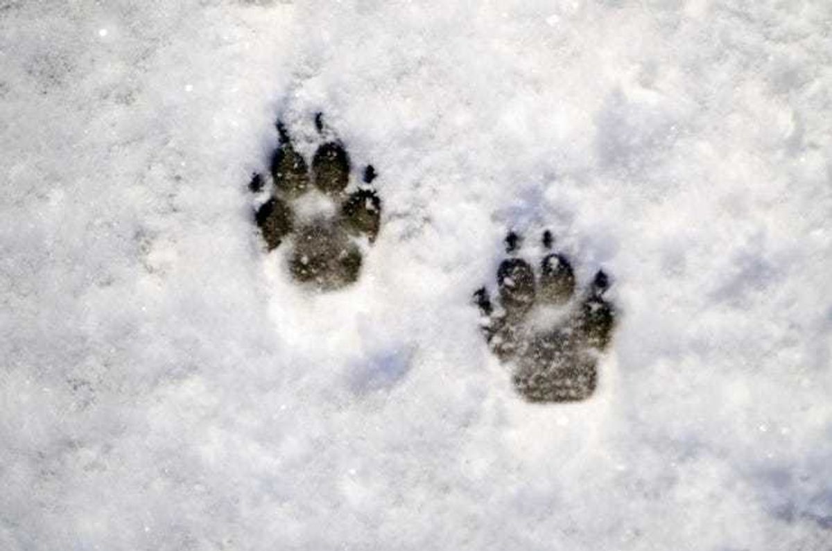 dog paw snow