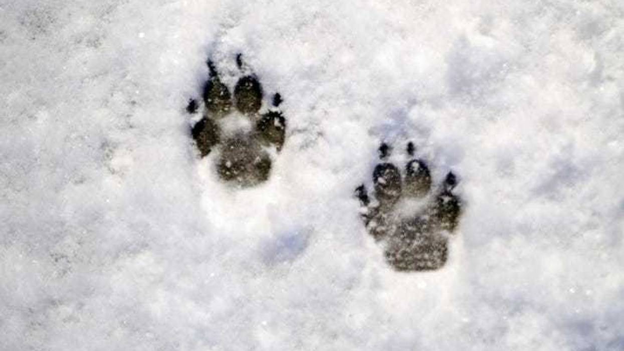 dog paw snow