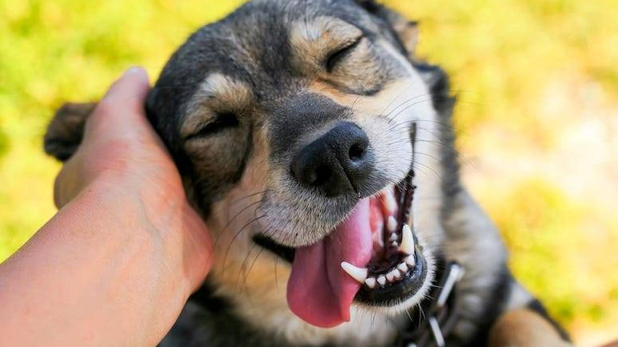 Dog, Pet, Scratch, Ear, Tongue, Cute, Smiling
