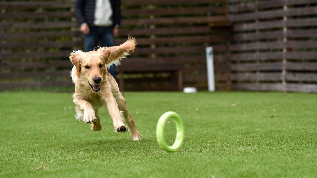 Dog playing at dog park
