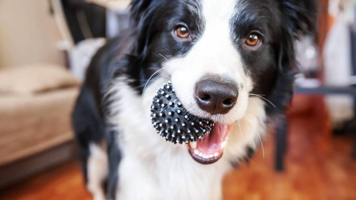 dog playing with ball