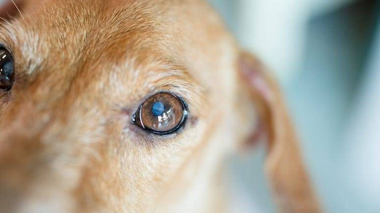 Dog, Puppy, Eyes, Cataract, Sweet, Old, Elderly