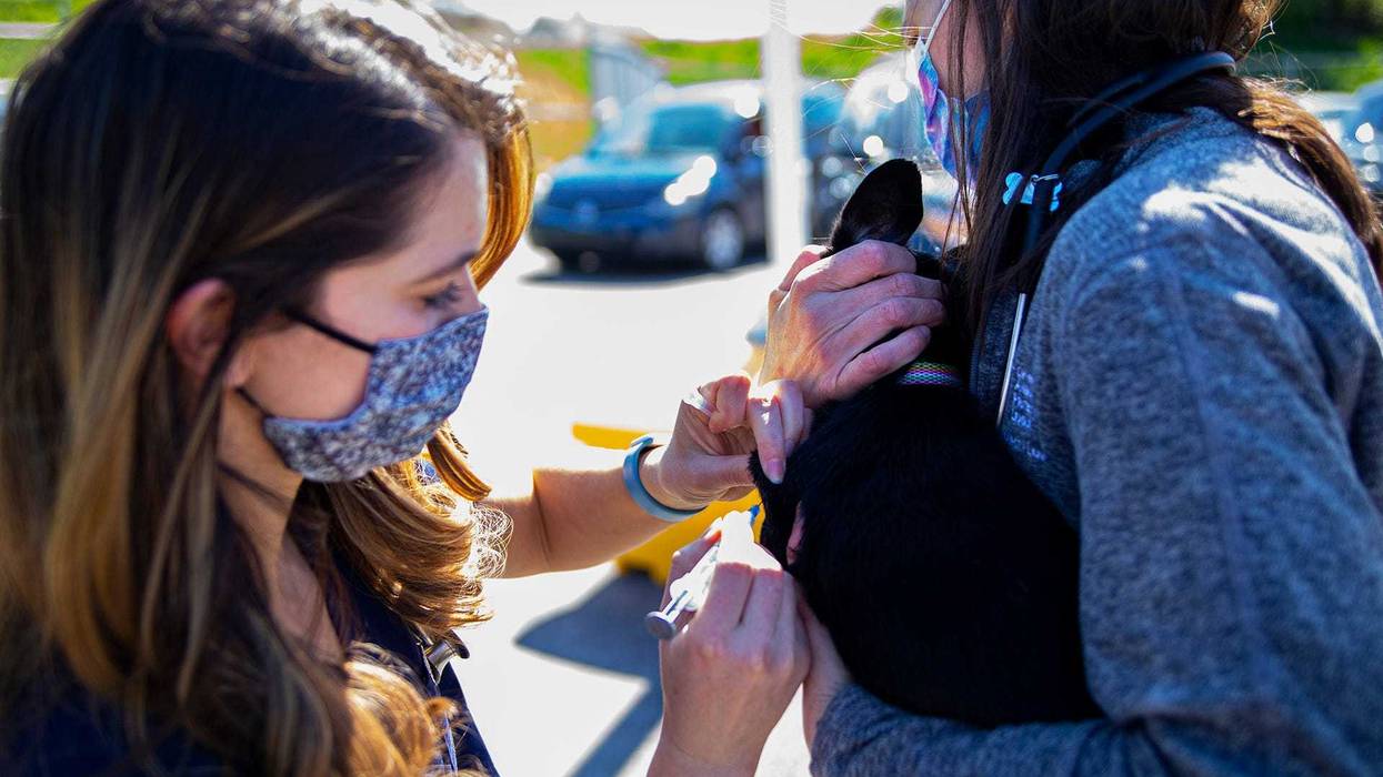 Dog receives vaccination at Cleveland APL vaccine event