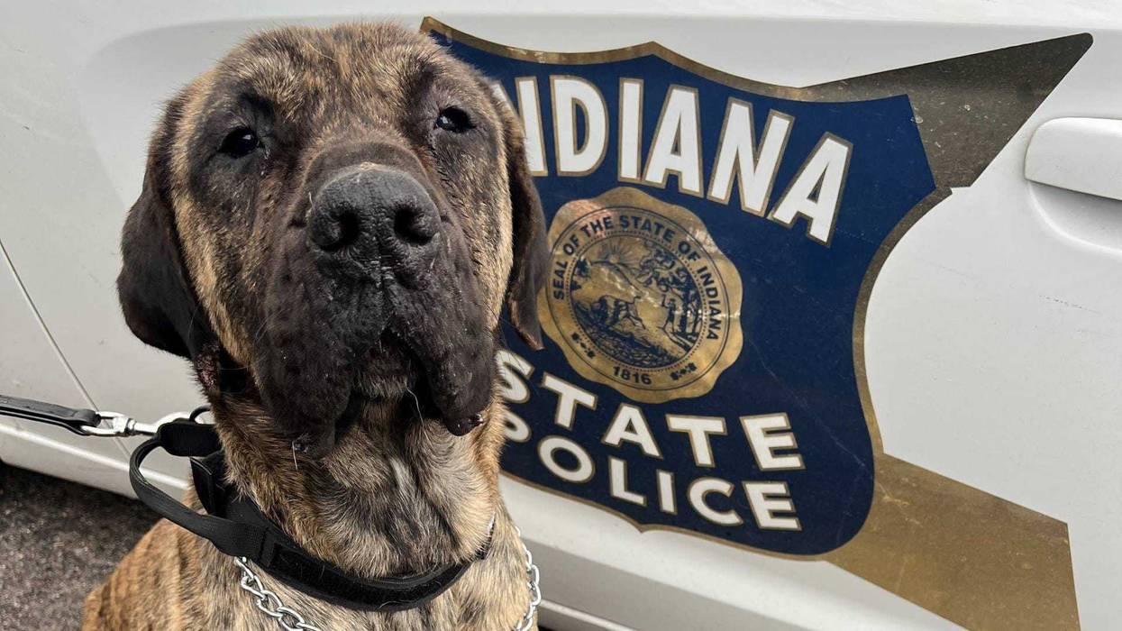 Dog rescued in Indiana