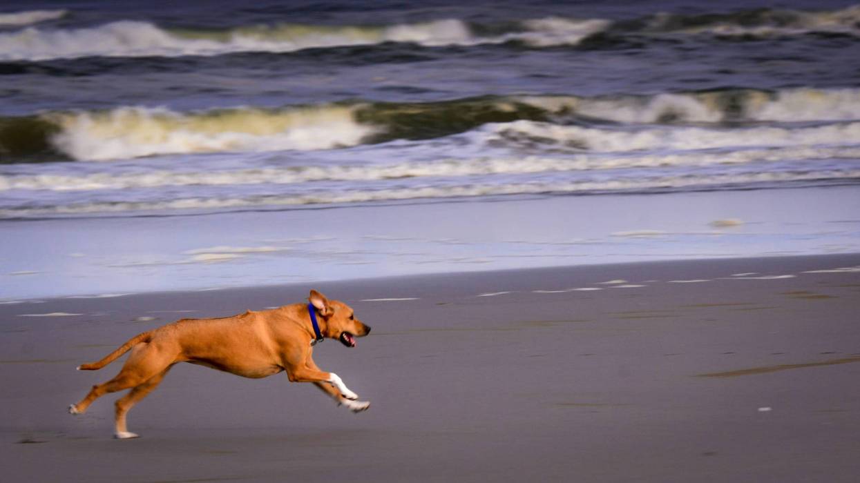 dog running on beach