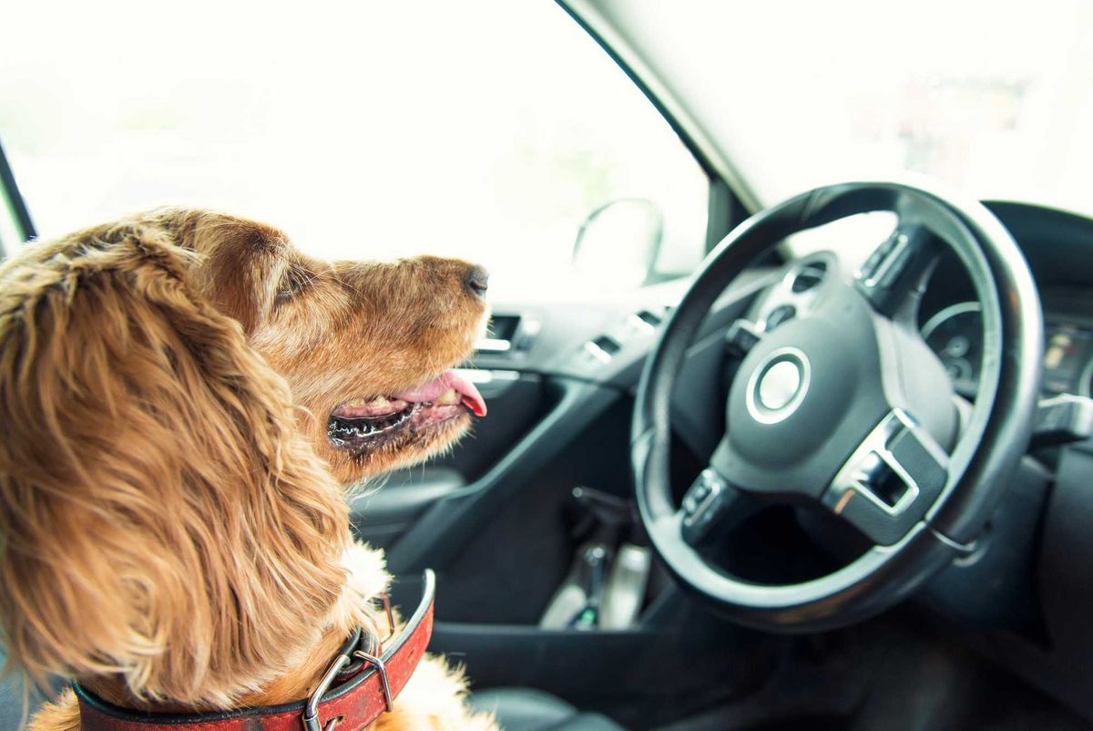 Dog sitting in a car's driver's seat.