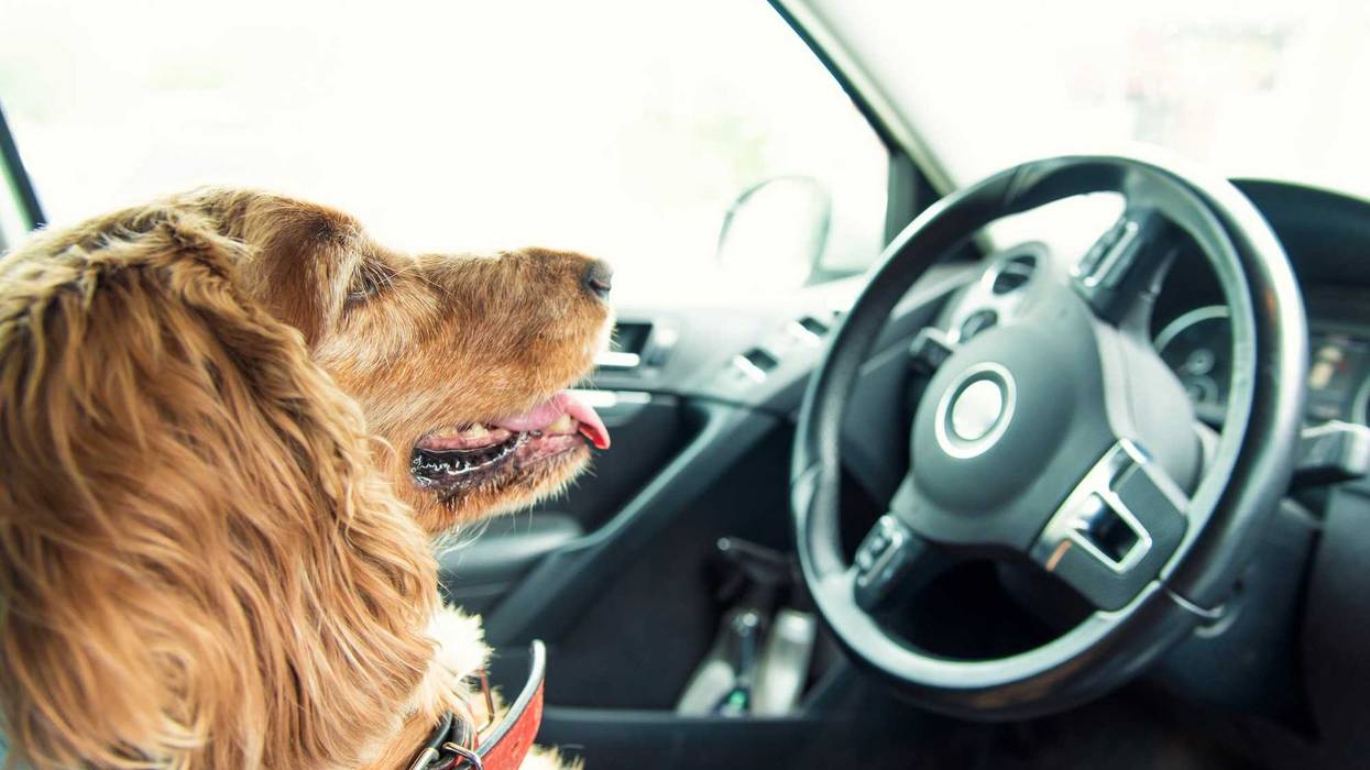 Dog sitting in a car's driver's seat.