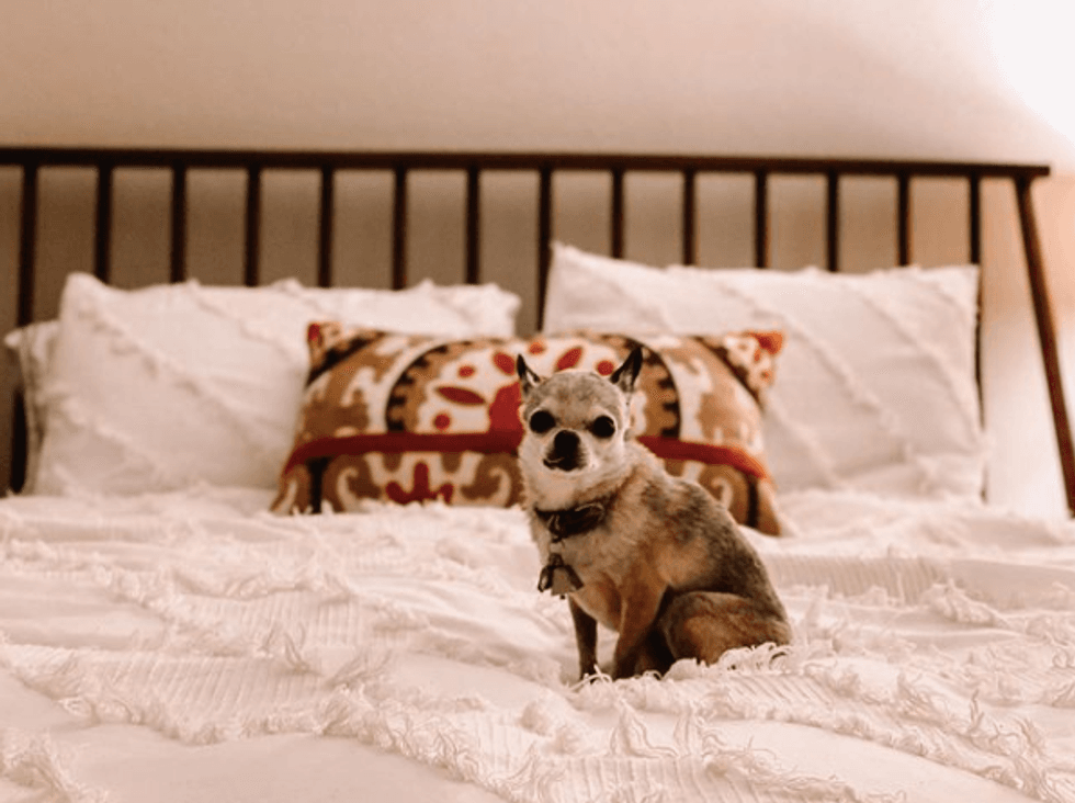 Dog sitting on a bed