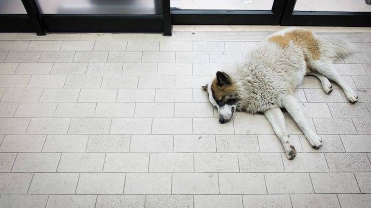 Dog, Sleeping, Convenience Store, Entrance, Stray