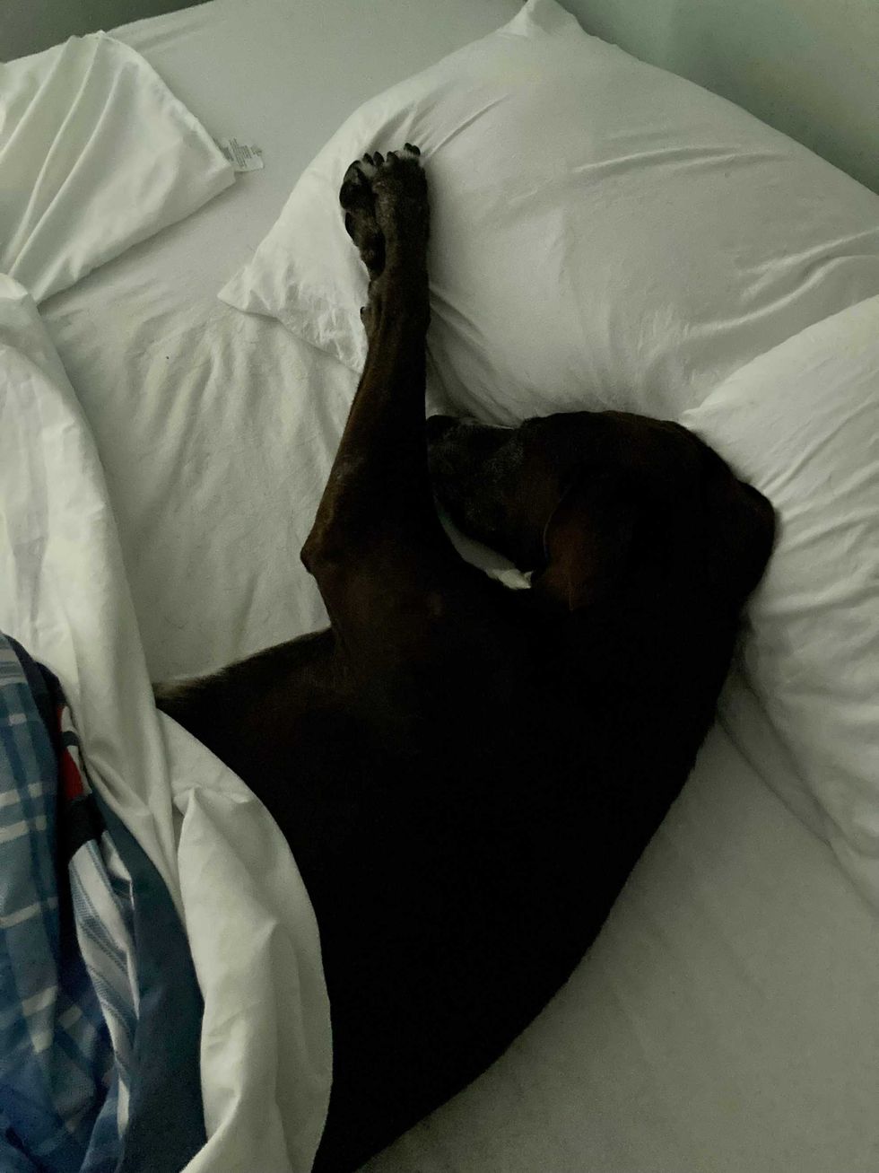 Dog sleeping in bed
