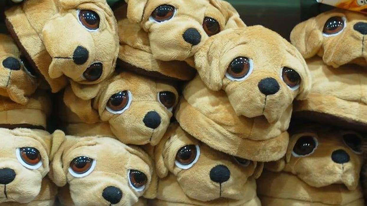 Dog Slippers, Pet, House Shoes, Shop