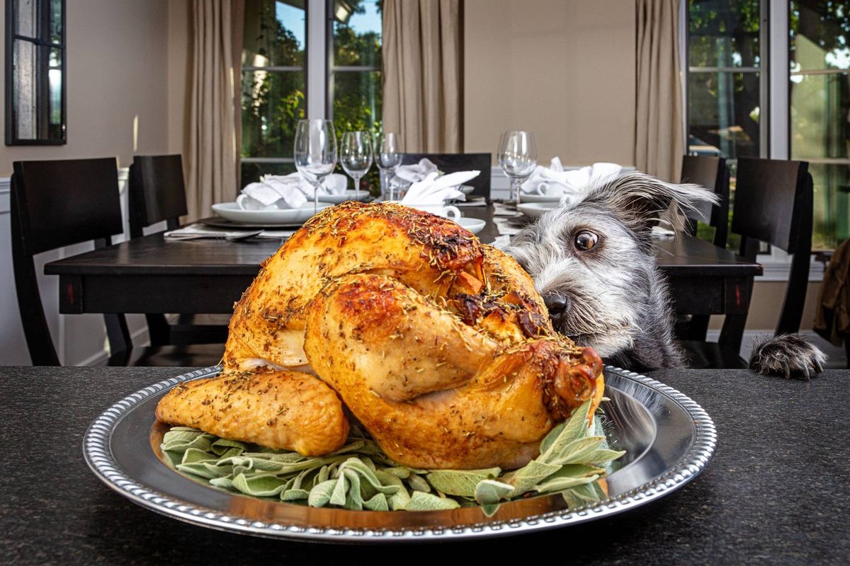 dog smells plate of roasted turkey