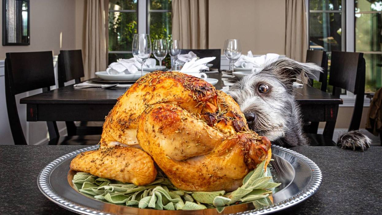 dog smells plate of roasted turkey