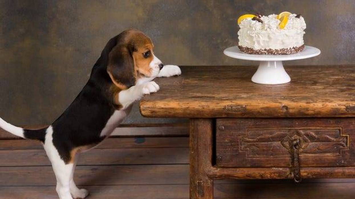 Dog stealing cake