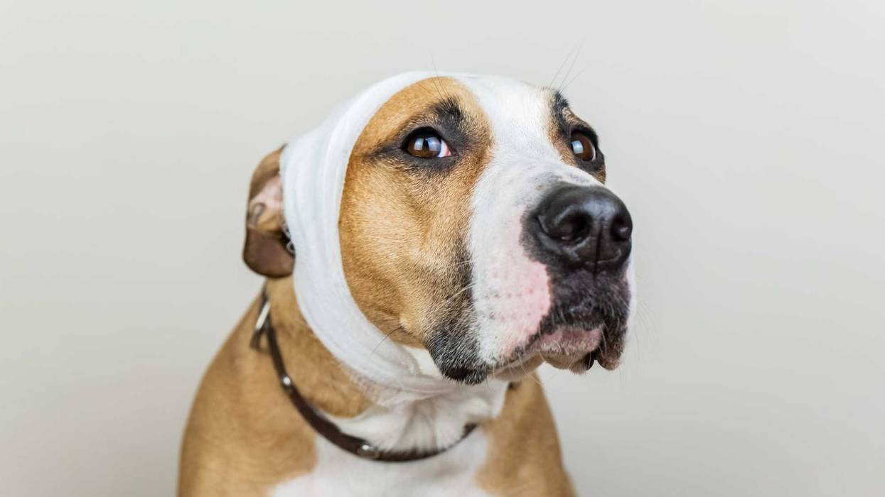 Dog stock photo.