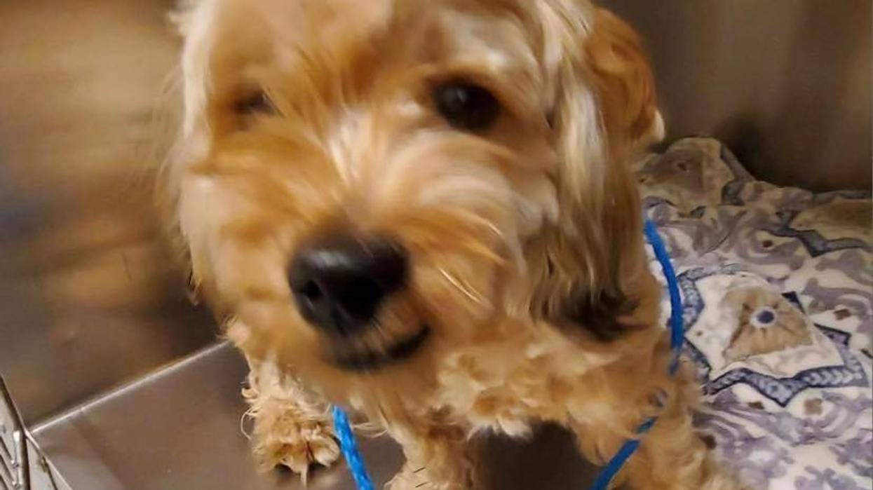 Dog stolen from North Philly animal shelter, ACCT Philly says
