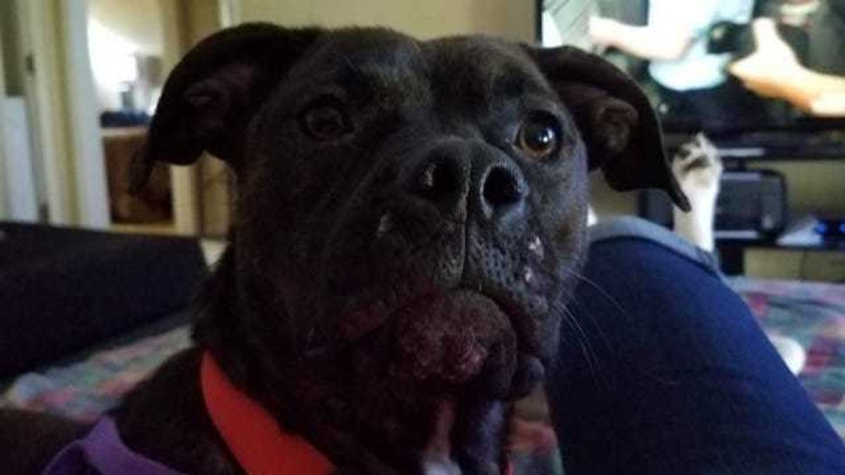 dog stolen in Kentucky turns up in Michigan