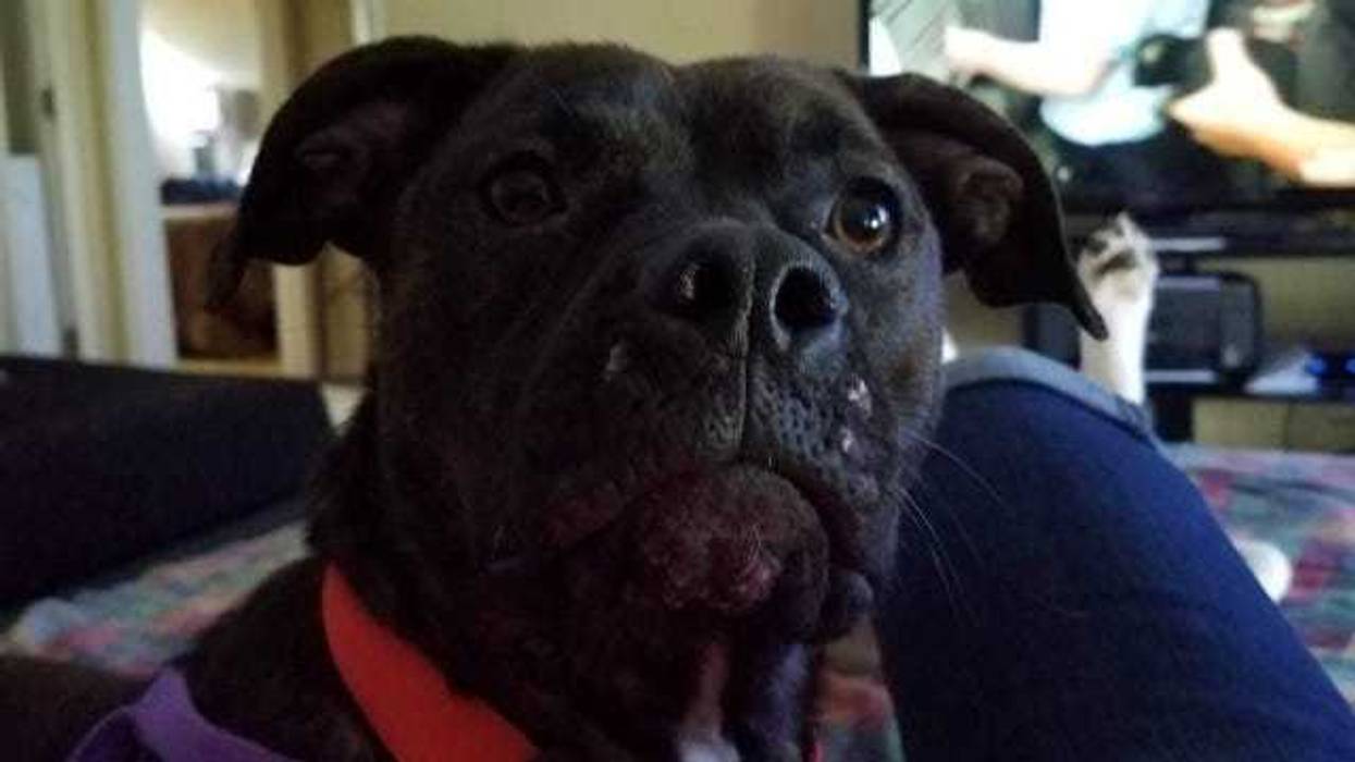dog stolen in Kentucky turns up in Michigan