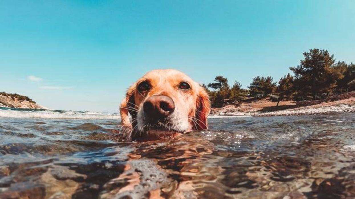 Dog_Swim