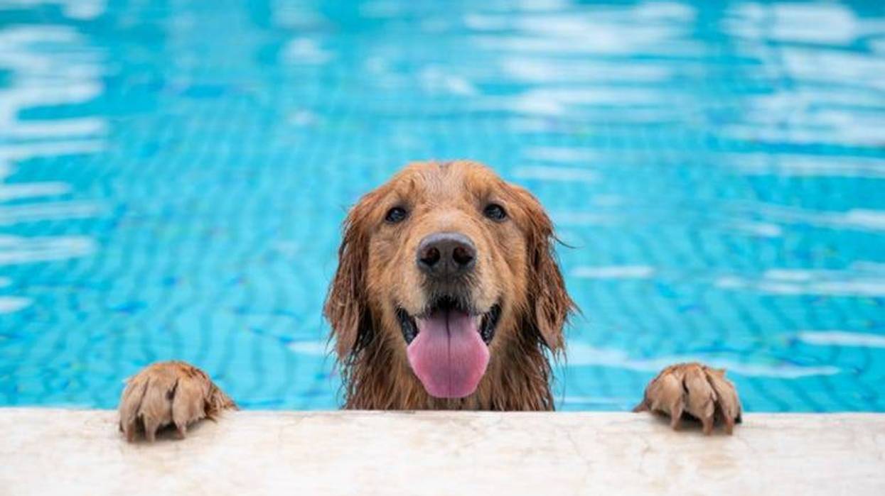 Dog_Swimming