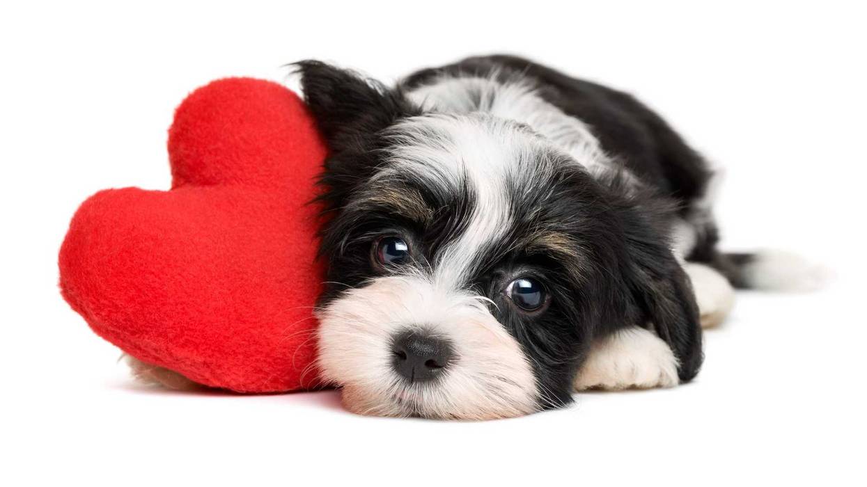 dog-valentine-GettyImages-505126352.jpg