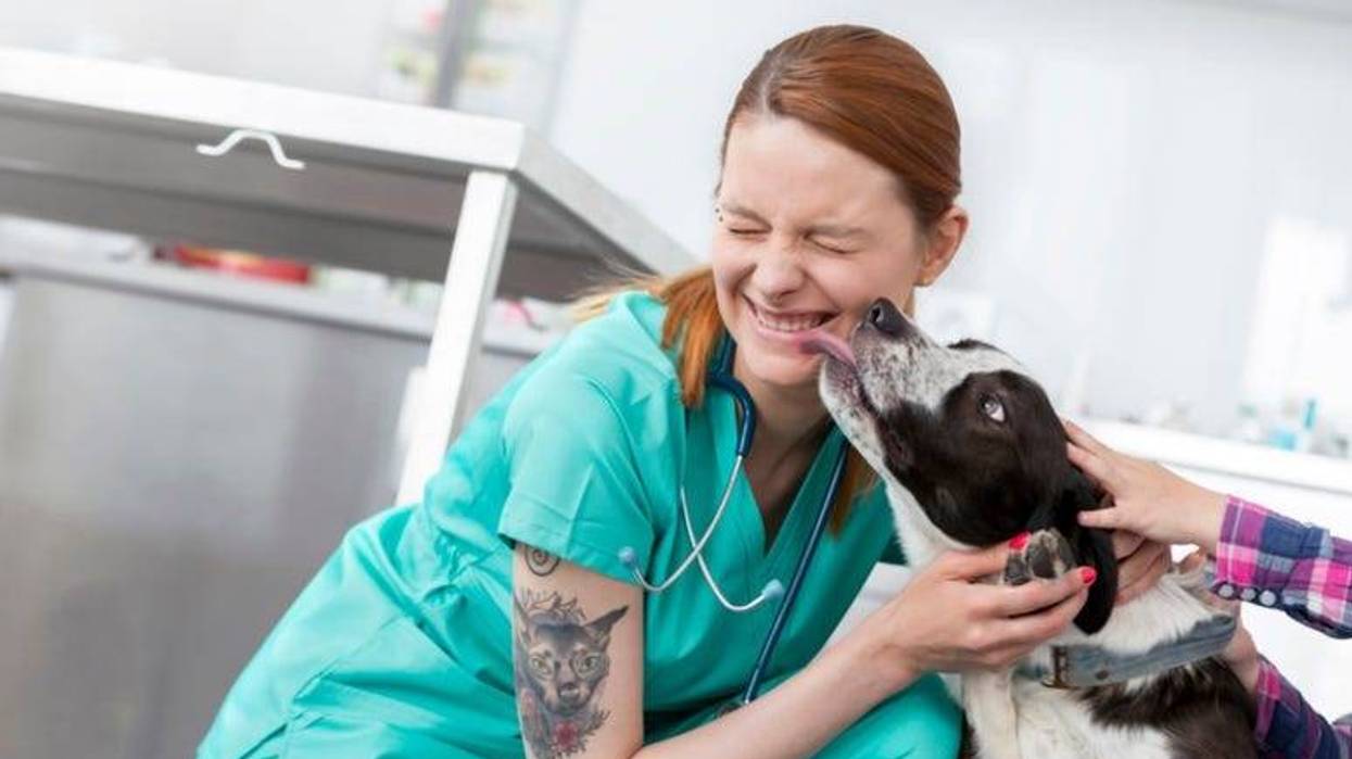 Dog_Vet