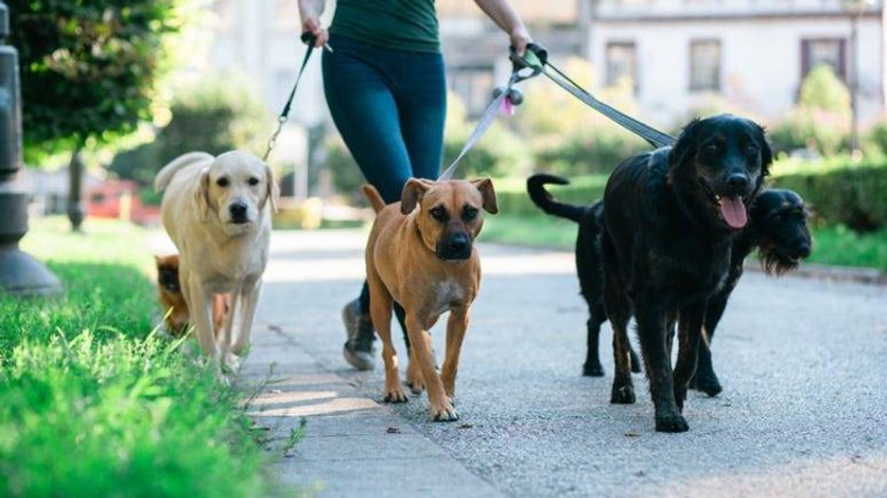 Dog_Walking