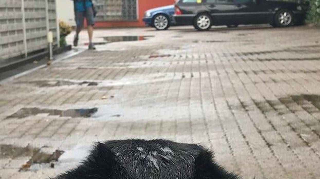 Dog watching a postal worker