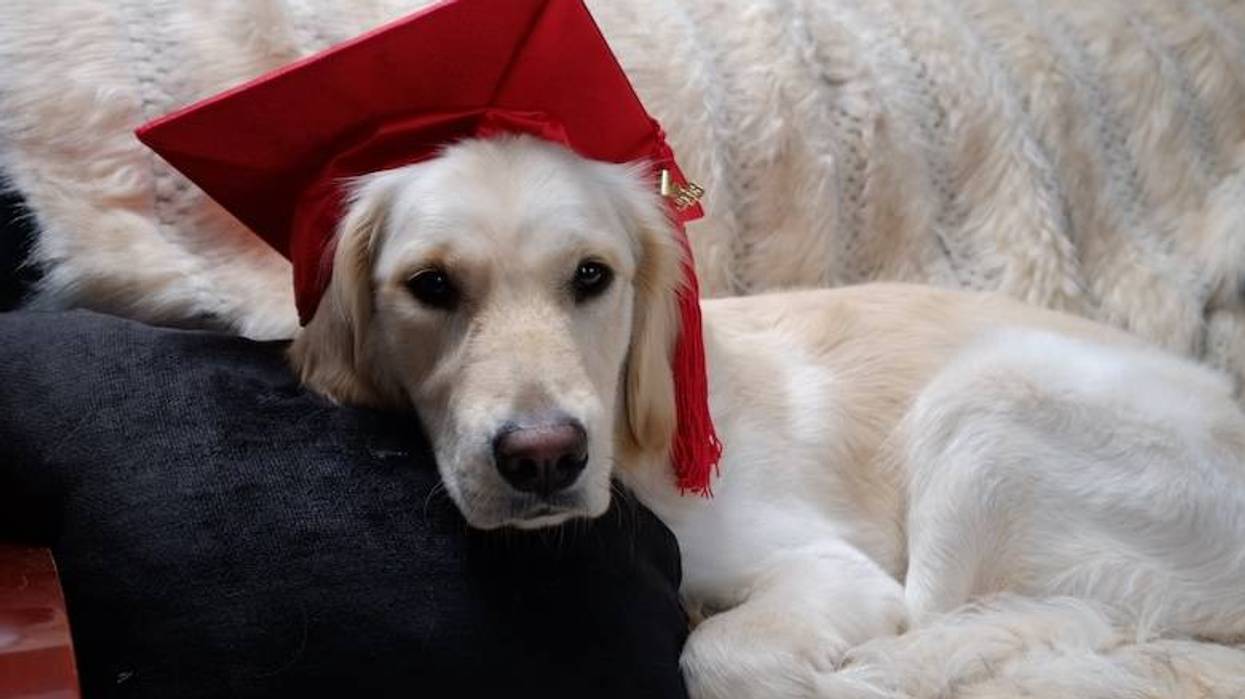 Texas Tech honors service dog with rawhide bone “diploma”