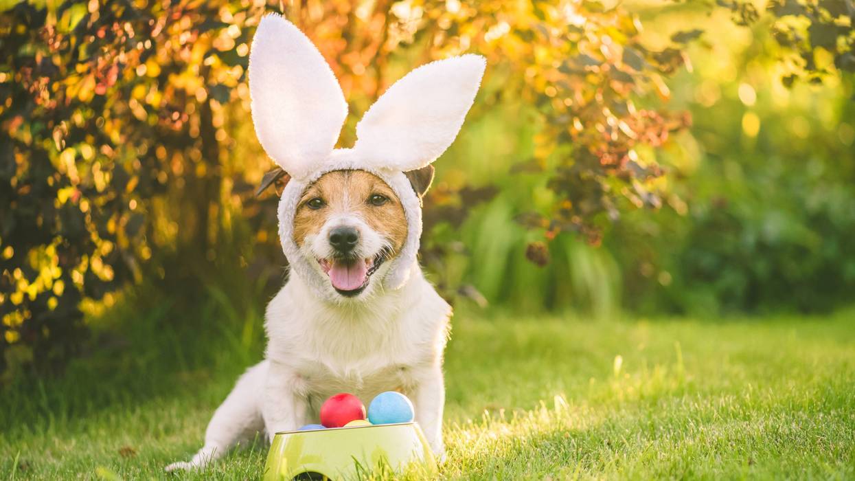 Dog wearing bunny ears