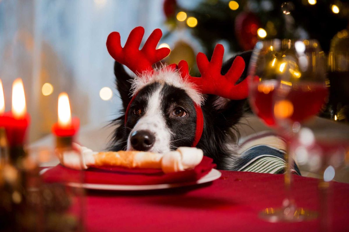 dog wearing reindeer‘s horns celebrating Christmas