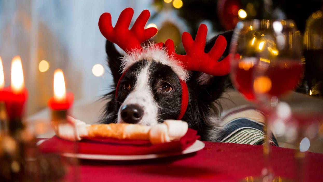 dog wearing reindeer‘s horns celebrating Christmas