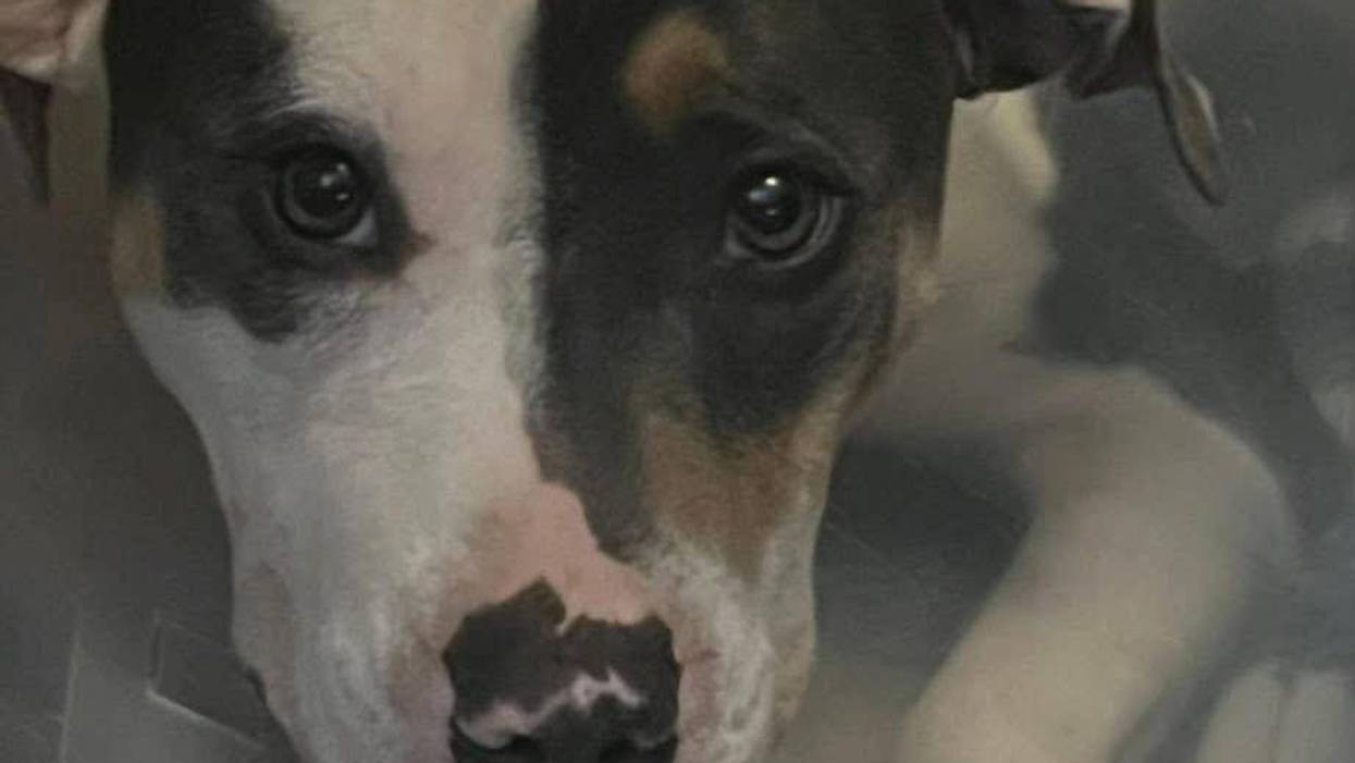 Dog with a striking half white, half dark face, wearing a cone and looking up.