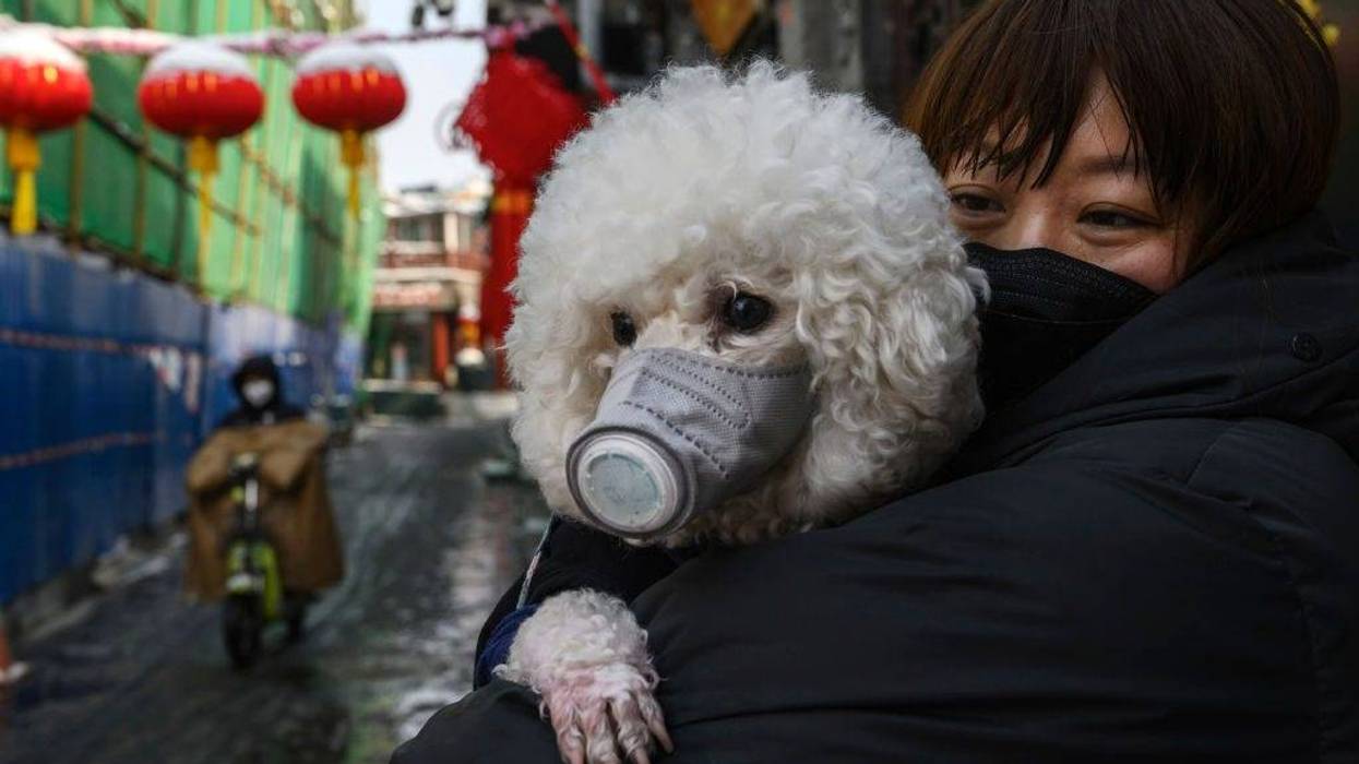 Dog with face maske