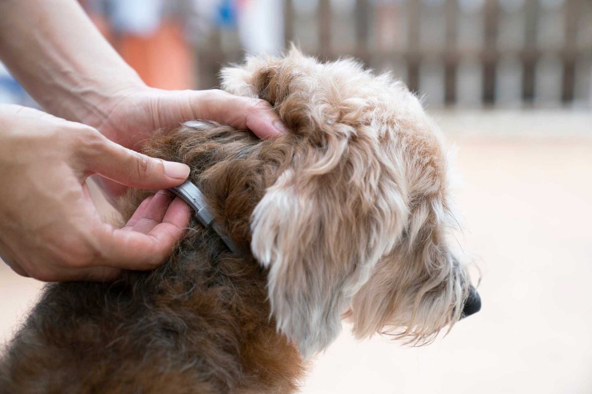 Dog with flea collar stock photo.