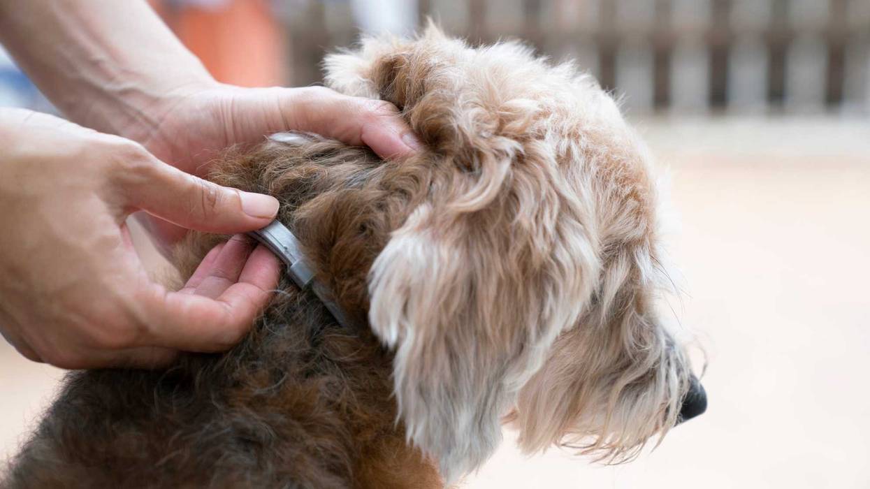Dog with flea collar stock photo.