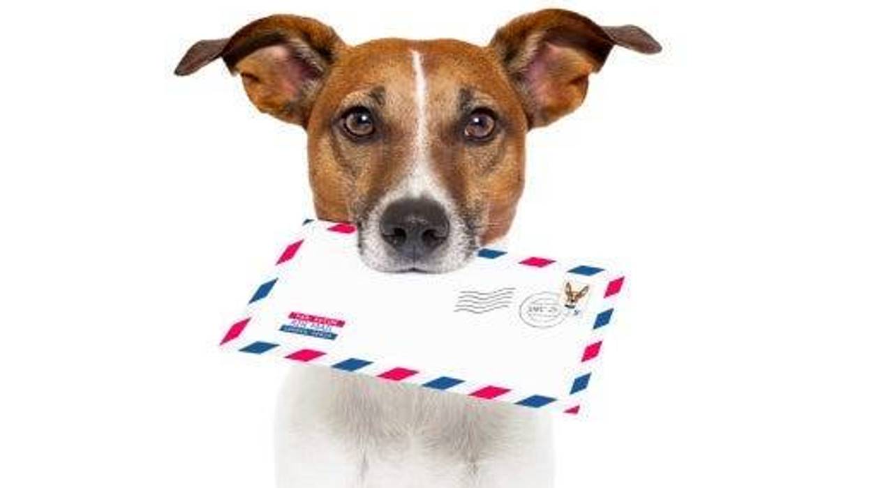 Dog with Mail