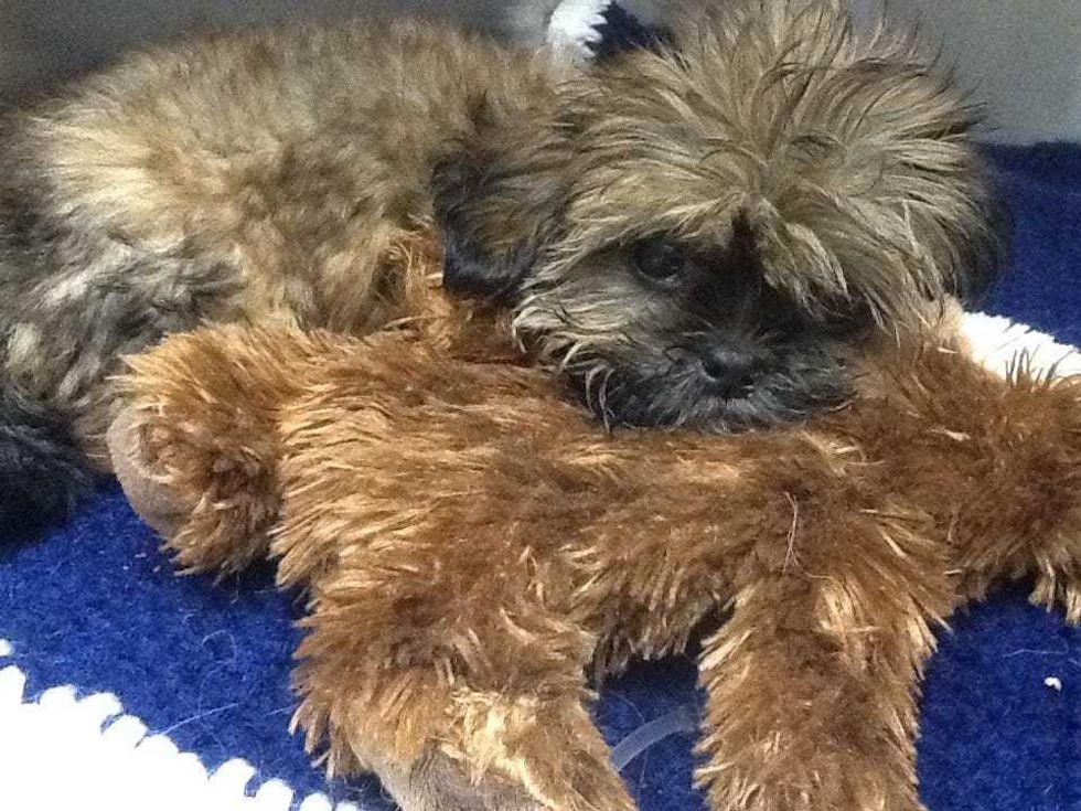 Dog