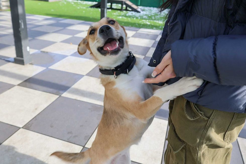 dog