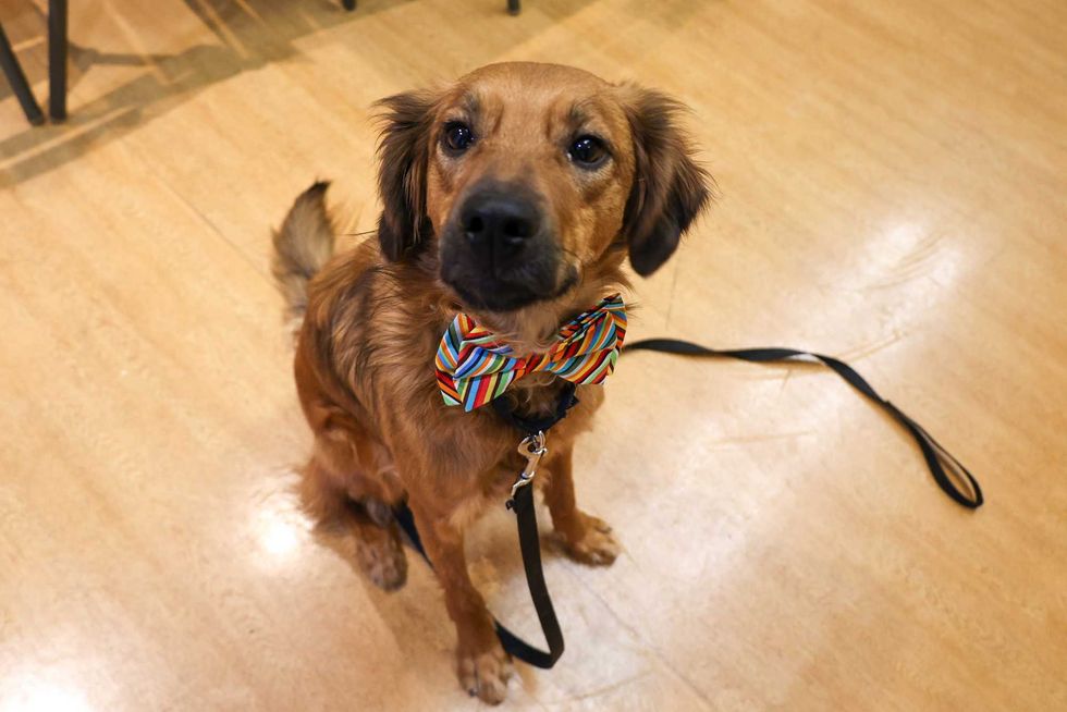 dog