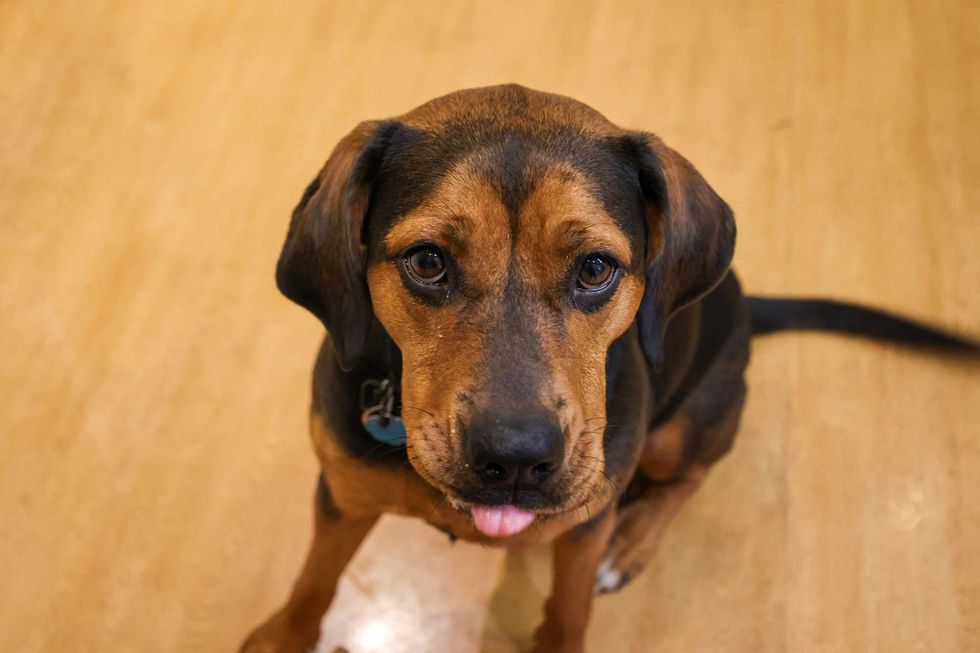 dog