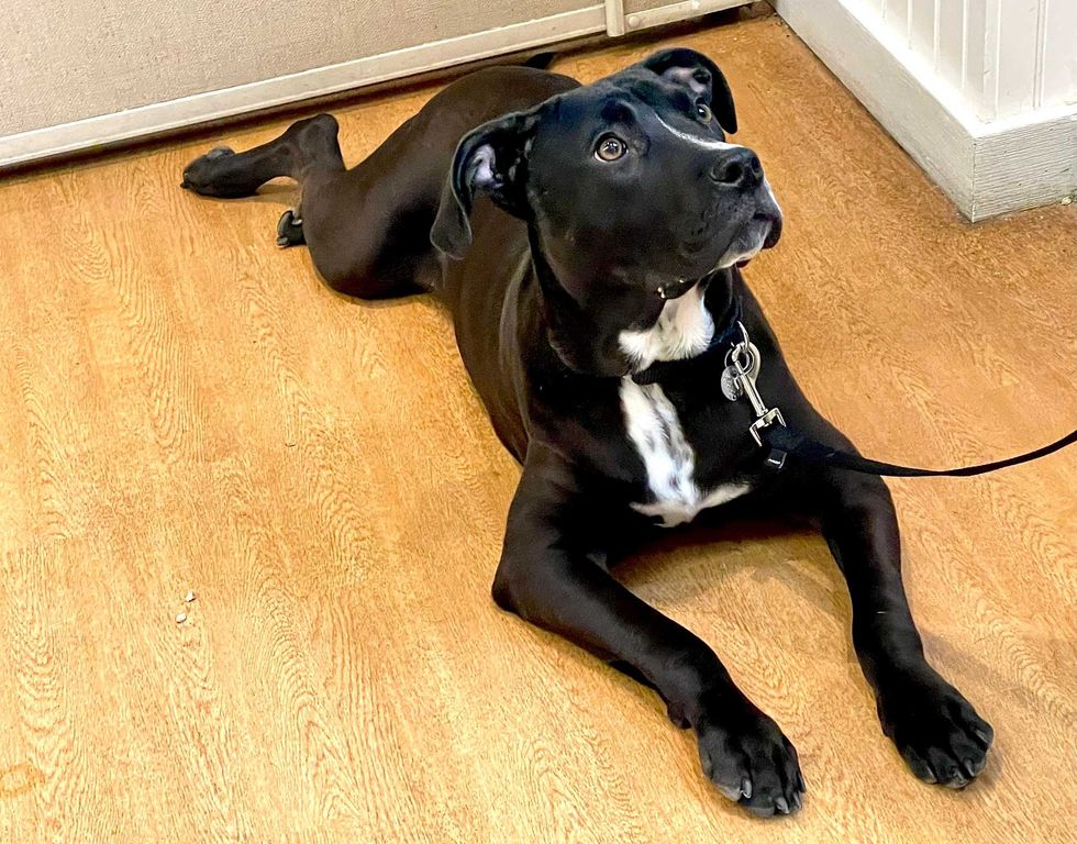 dog