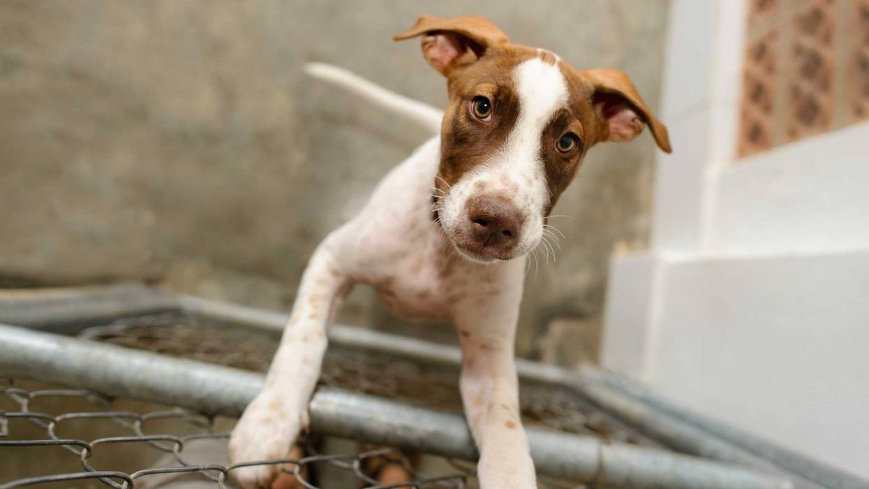 Dog
