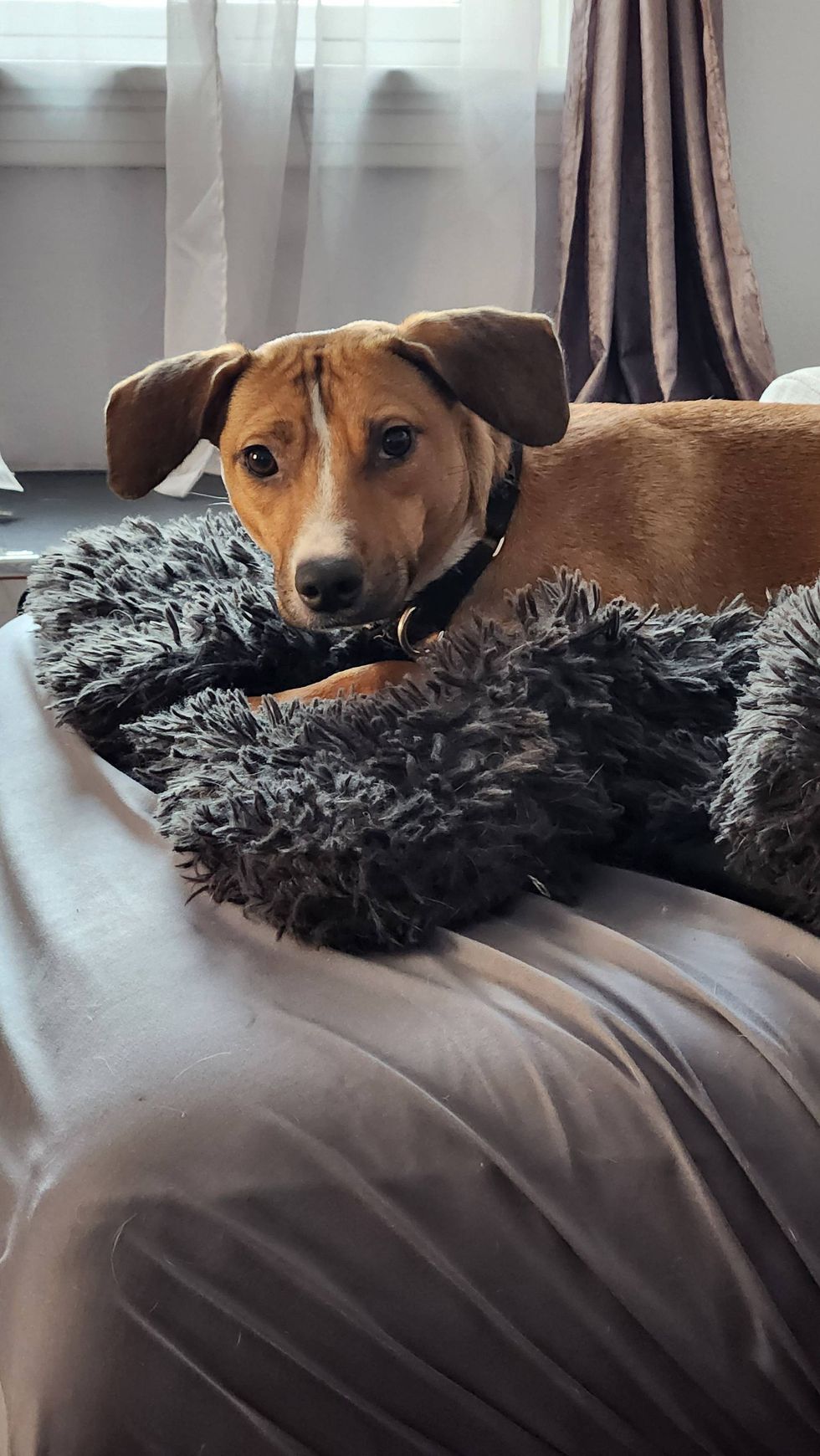 dog